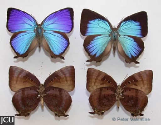 Aropala micale