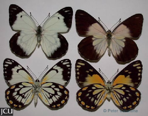 Belenois java