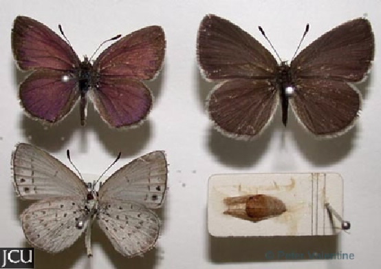 Candalides erinus