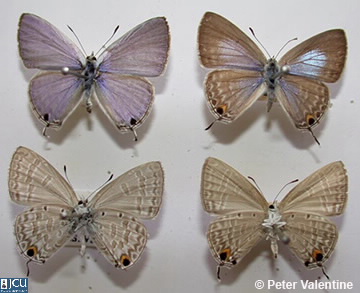 Images of Catochrysops paniformis