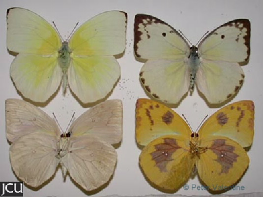 Catopsila pomona