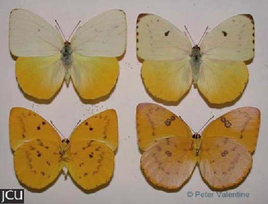 Catopsilia gorgophone