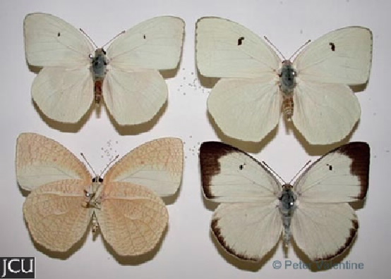 Catopsilia pyranthe