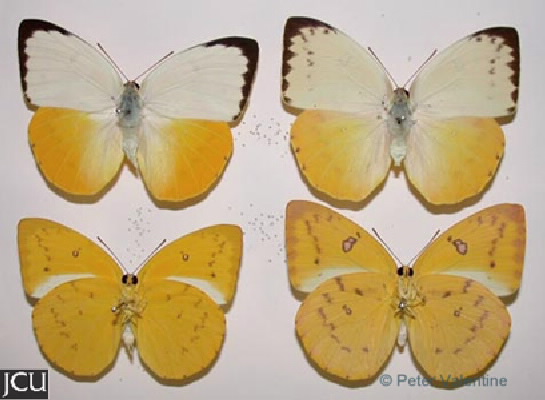 Catopsilia scylla