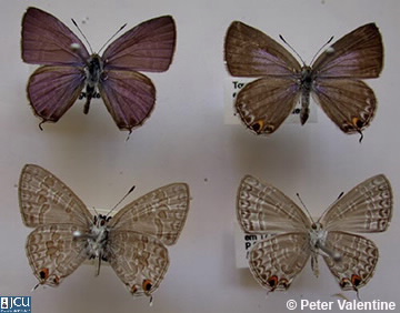 Image of Catopyrops florinda