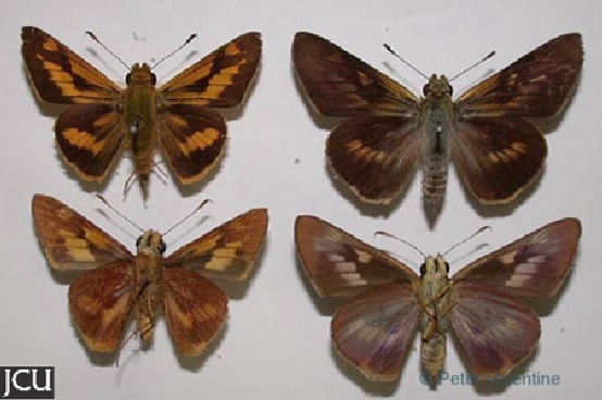 Cephrenes augiades