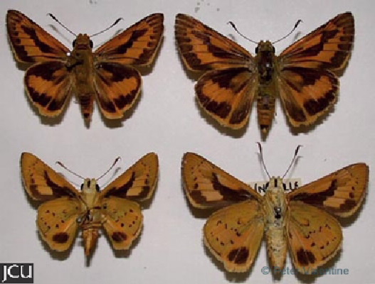 Cephrenes trichopepla