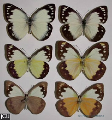Cepora perimale