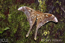 Coscinocera Hercules