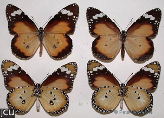 Danaus chrysippus
