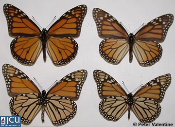 Images of Danaus plexippus