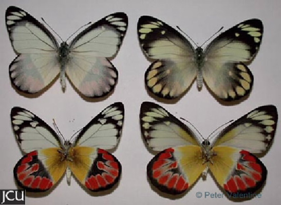 Delias argenthona