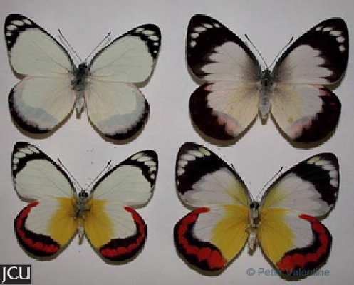 Delias mysis