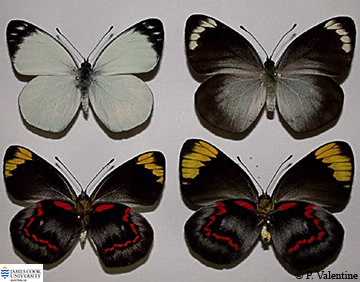 Images of Delias nigrina
