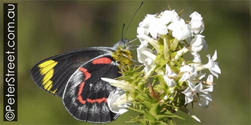 Image of Delias nigrina