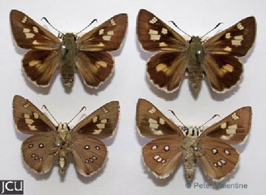 Trapezites iacchus 