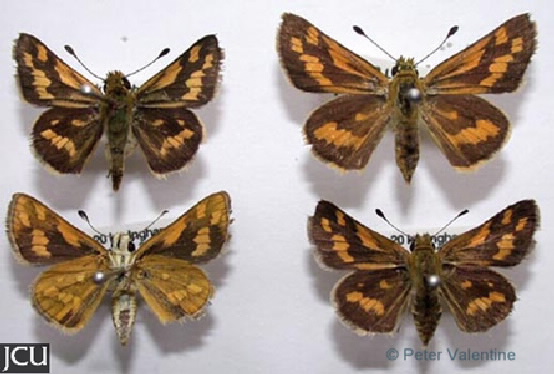 Taractrocera dolon 