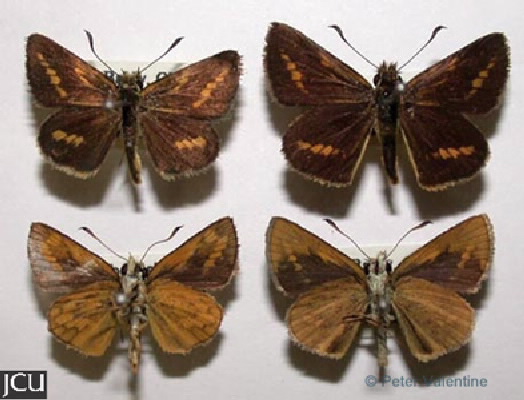 Suniana lascivia