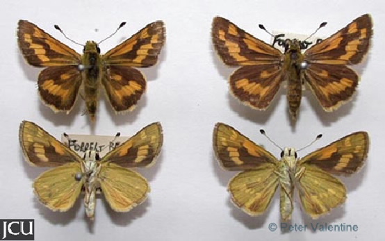 Taractrocera ina 