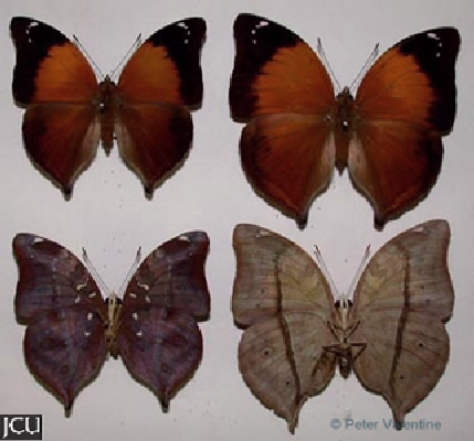 Doleschallia bisaltide