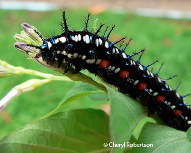 Larvae