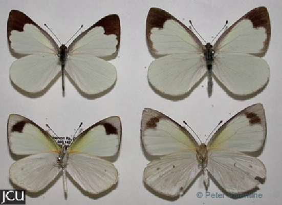 Elodina padusa