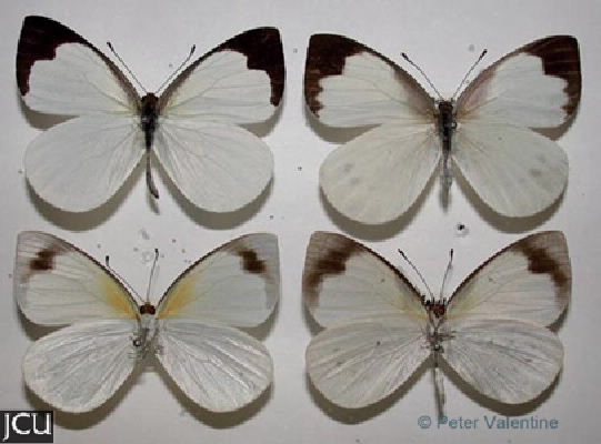 Elodina queenslandica