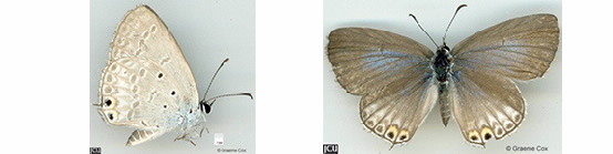 Images of Euchrysos