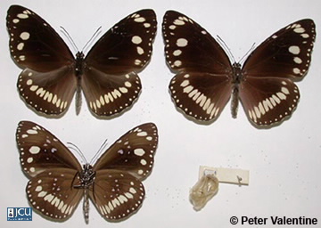Image of Euploea core