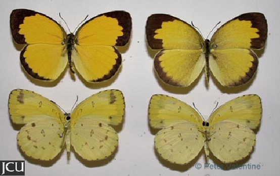 Eurema alitha