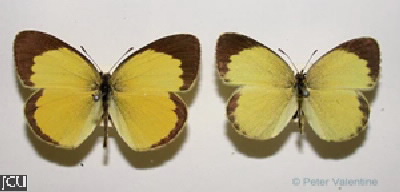 Eurema brigitta 