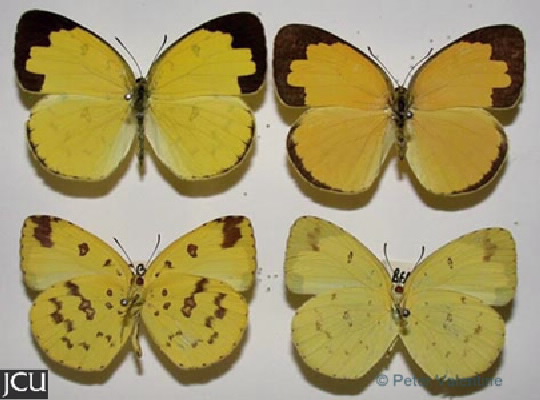 Eurema hecabe