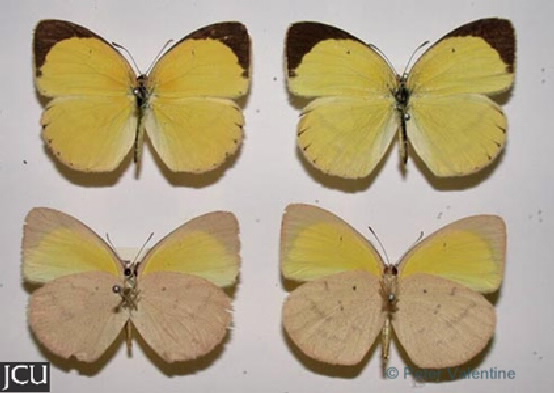 Eurema herla