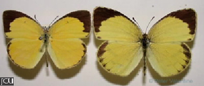 Eurema laeta 