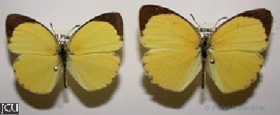 Eurema smilax