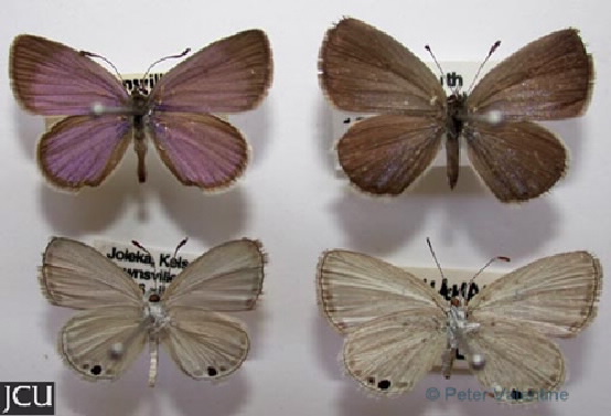 Famegana alsulus