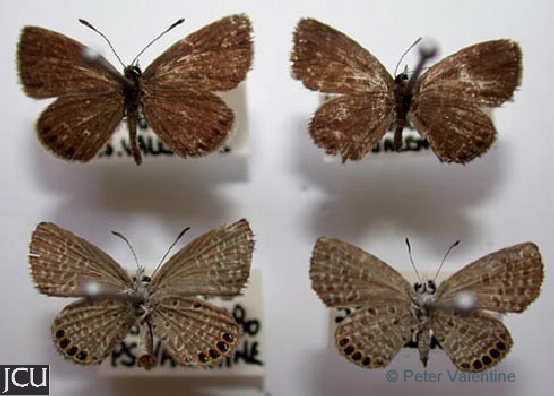 Freyeria putli