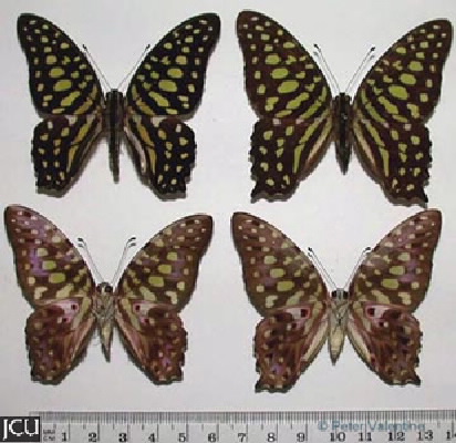 Graphium agamemnon