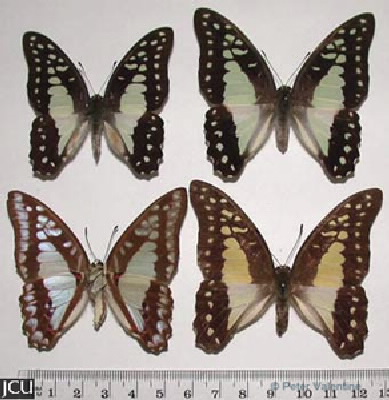 Graphium euryplus
