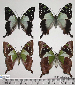 Images of Graphium macleayanus