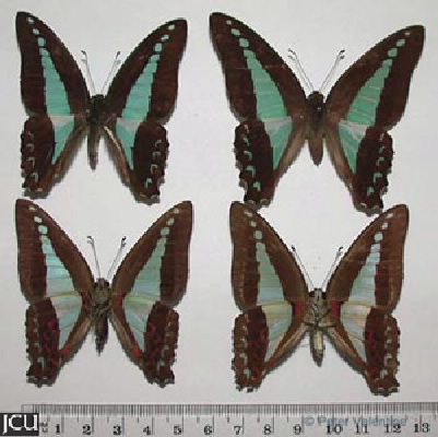 Graphium sarpedon