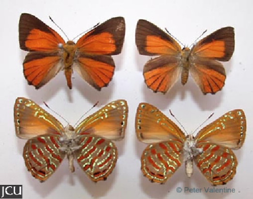 Hypochrysops apelles