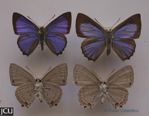 Hypochrysops digglesii