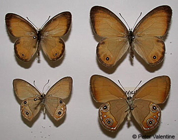 Image of Hypocysta adiante