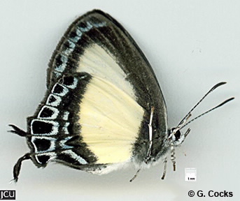 Image of Hypolycaena danis