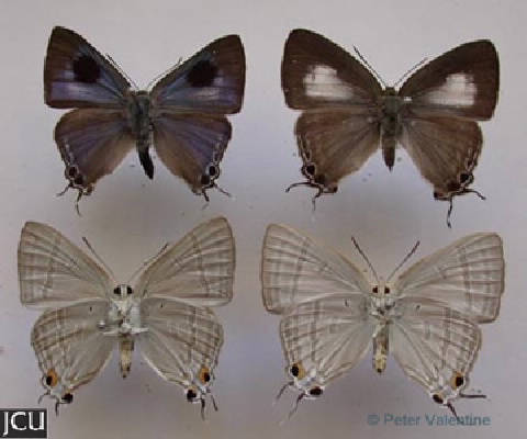 Hypolycaena phorbas