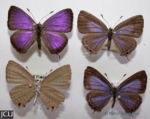 Jamidis phaseli