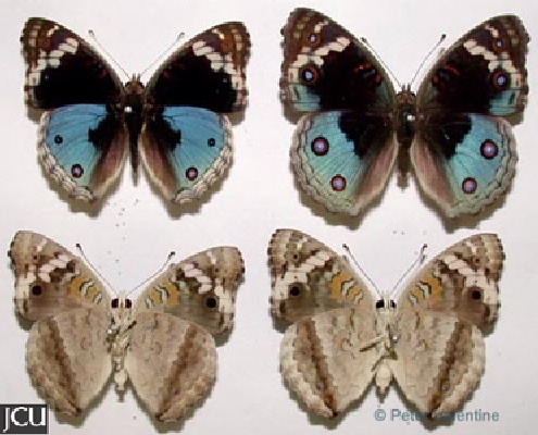 Junonia orithya