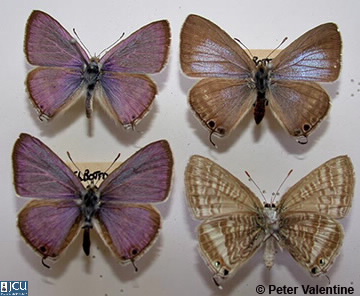 Image of Lampides boeticus