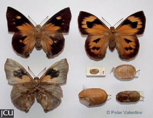 Liphyra brassolis